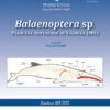 BALAENOPTERA SP.